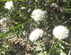 Phylica propinqua