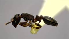 Temnothorax schaumii