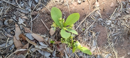 Image of Dichapetalum cymosum by (c) Nic Knott-Craig, some rights reserved (CC BY-SA)