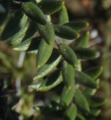 Phylica propinqua