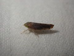 Cercopoidea