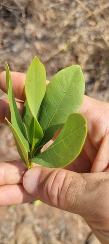Image of Dichapetalum cymosum by (c) Nic Knott-Craig, some rights reserved (CC BY-SA)