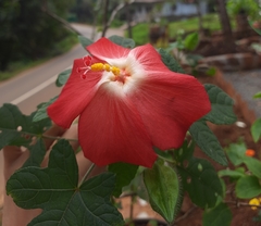 Abelmoschus moschatus