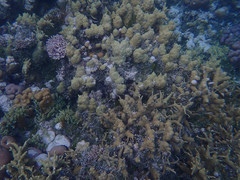 Porites cylindrica