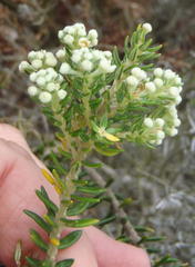 Phylica axillaris maritima