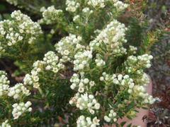 Phylica axillaris maritima