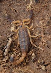 Uroplectes triangulifer