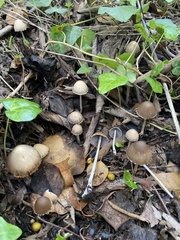 Coprinopsis marcescibilis