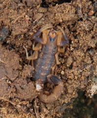 Uroplectes triangulifer