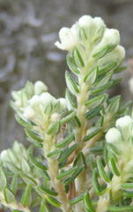 Phylica axillaris maritima