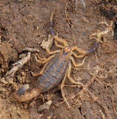Uroplectes triangulifer