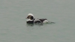 Clangula hyemalis