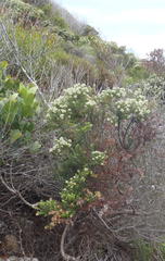 Phylica axillaris maritima