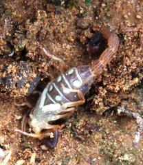 Uroplectes triangulifer