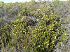 Cullumia carlinoides