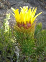 Cullumia carlinoides