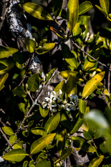 Tricalysia capensis