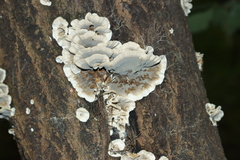 Fungi