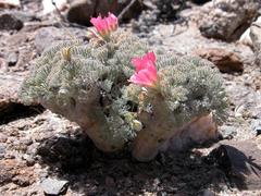 Monsonia peniculina