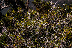 Tricalysia capensis