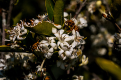Tricalysia capensis