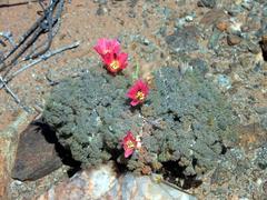 Monsonia peniculina image