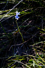 Wahlenbergia capillata