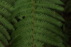 Dryopteris