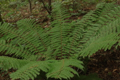 Dryopteris