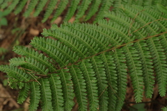 Dryopteris