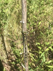 Cordulegaster obliqua