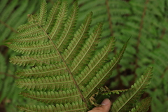 Dryopteris