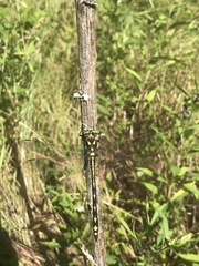 Cordulegaster obliqua