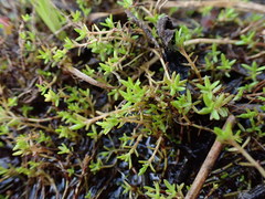 Crassula helmsii