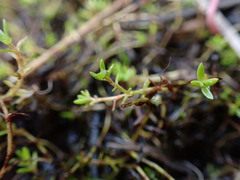 Crassula helmsii