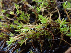 Crassula helmsii