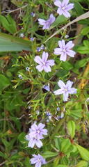 Limonium scabrum scabrum