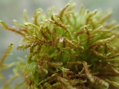 Drepanocladus