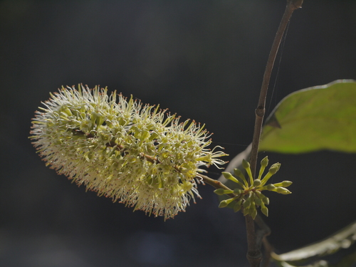 Combretum latifolium Blume