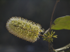 Combretum latifolium