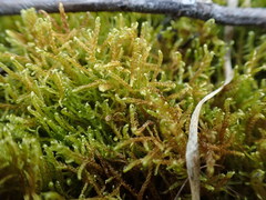 Drepanocladus