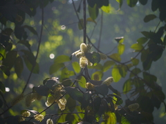 Combretum latifolium