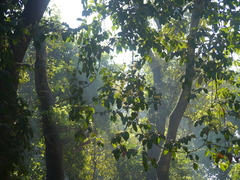Combretum latifolium