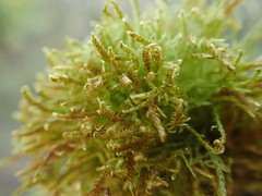 Drepanocladus