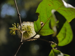 Combretum latifolium
