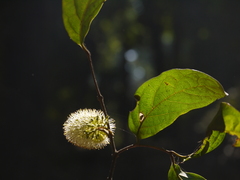 Combretum latifolium