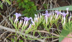Limonium scabrum scabrum