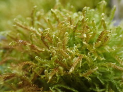 Drepanocladus