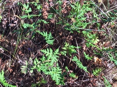 Pentagramma triangularis triangularis