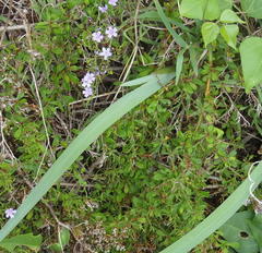 Limonium scabrum scabrum